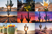 105 Desert Cactus Stock Photos, a Nature Photo by Incomelion (Thumbnail 7 of 16)