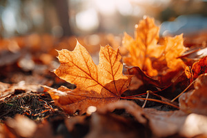 Autumn leaves in vibrant orange and brown, a Nature Photo by AlyaAnd