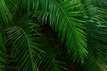 Tripical leaves background stock photo containing tropical and leaves, a Nature Photo by Neirfy