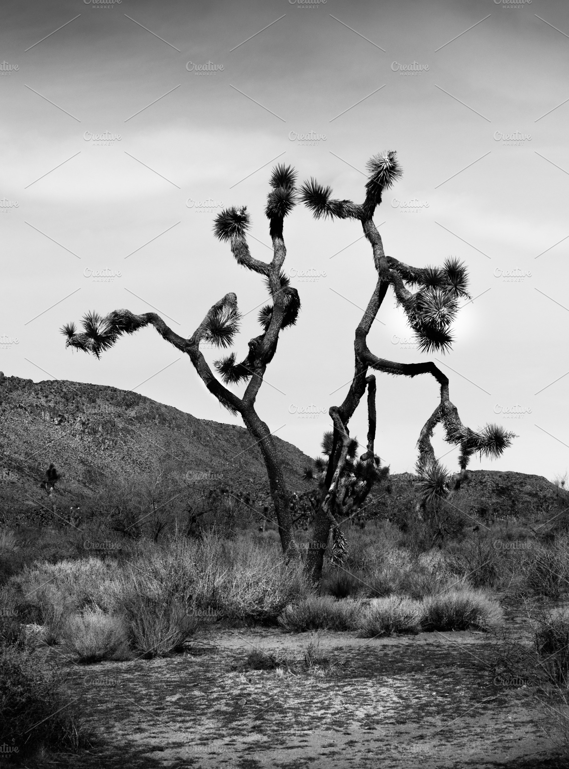 Joshua Tree Black and White., a Nature Photo by Madjid