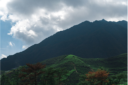 The Lush Green Mountains Stand Tall, a Nature Photo by Media Whale Stock
