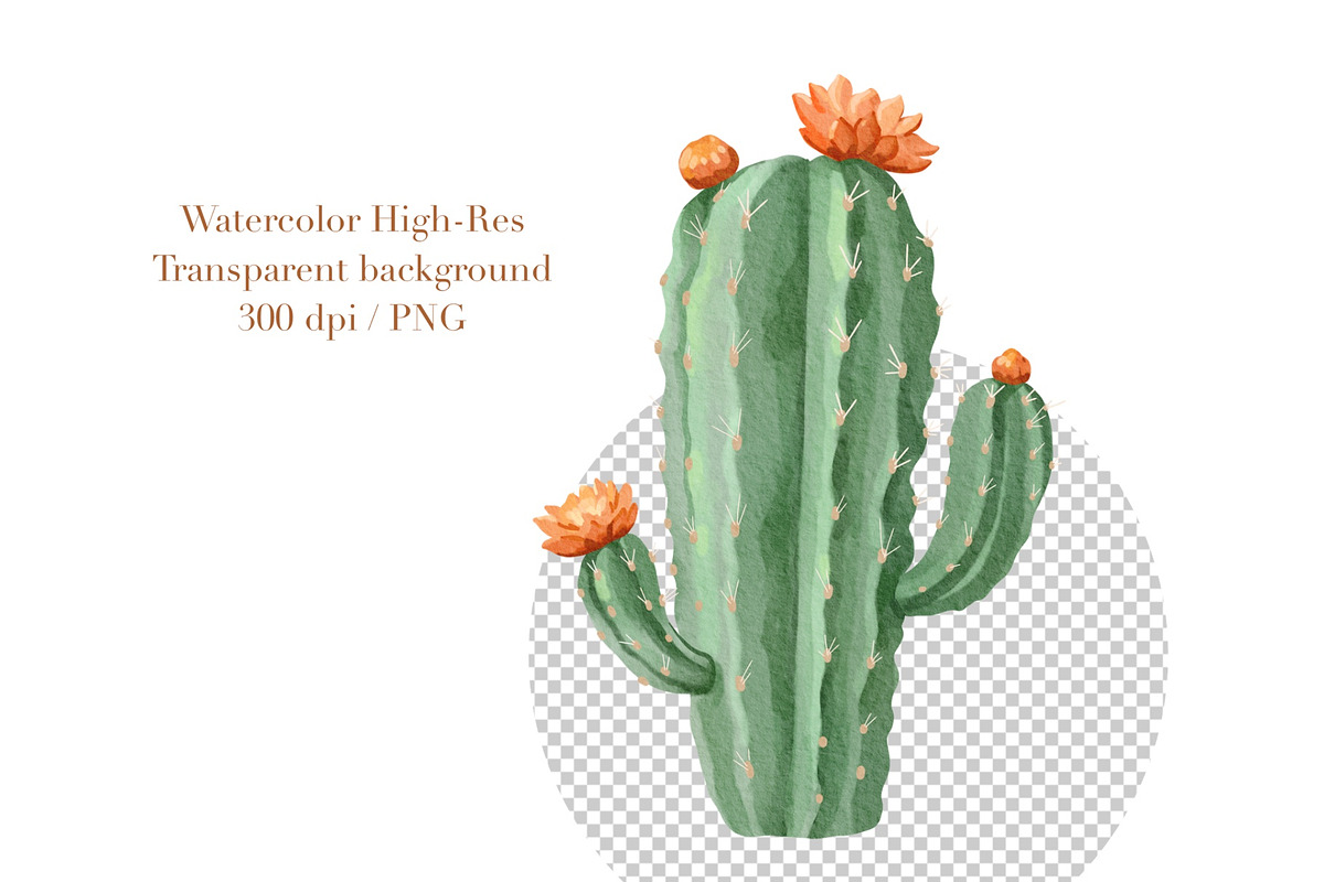 Watercolor Cactus, Succulent Clipart, an Object Illustration by ArtGiftsStudio (Photo 4 of 4)