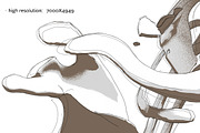 Shattering Skeleton Illustration, an Illustration by Madbiologist (Thumbnail 2 of 5)