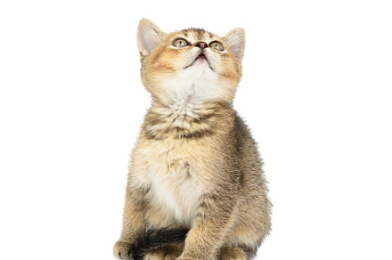 Kitten golden ticked british chinchilla straight sits in front o, an Animal Photo by ndanko