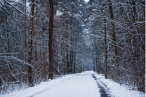 Winter forest with path, a Nature Photo by Nature and travel