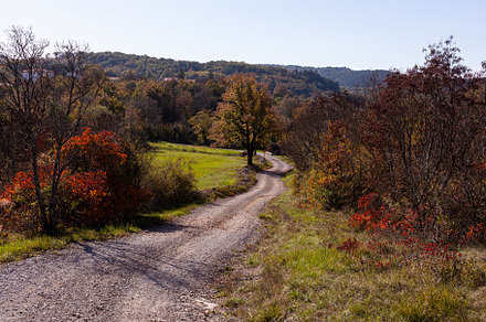 Path in the natural landscape overgrown with European smoke tree, a Nature Photo by Bepslabor