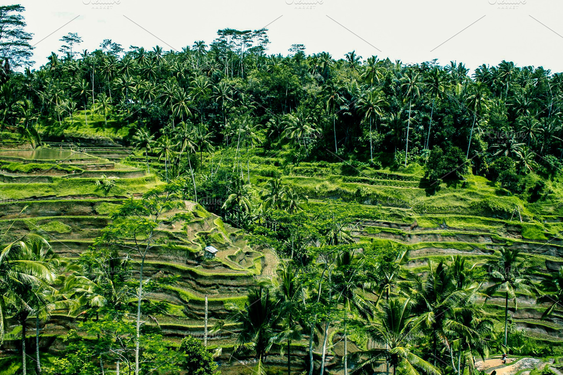 Paddy Field Featuring Paddy Field Paddies And Paddy