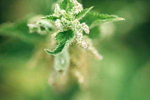 Wild nettles containing background, beautiful, and beauty