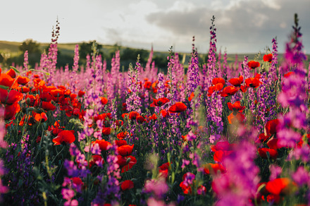 Poppy and delphinium field stock photo containing poppy and poppies