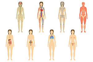 Set of human organs and systems