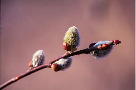 Pussy willow on the branch, blooming, a Nature Photo by Rohan Photography