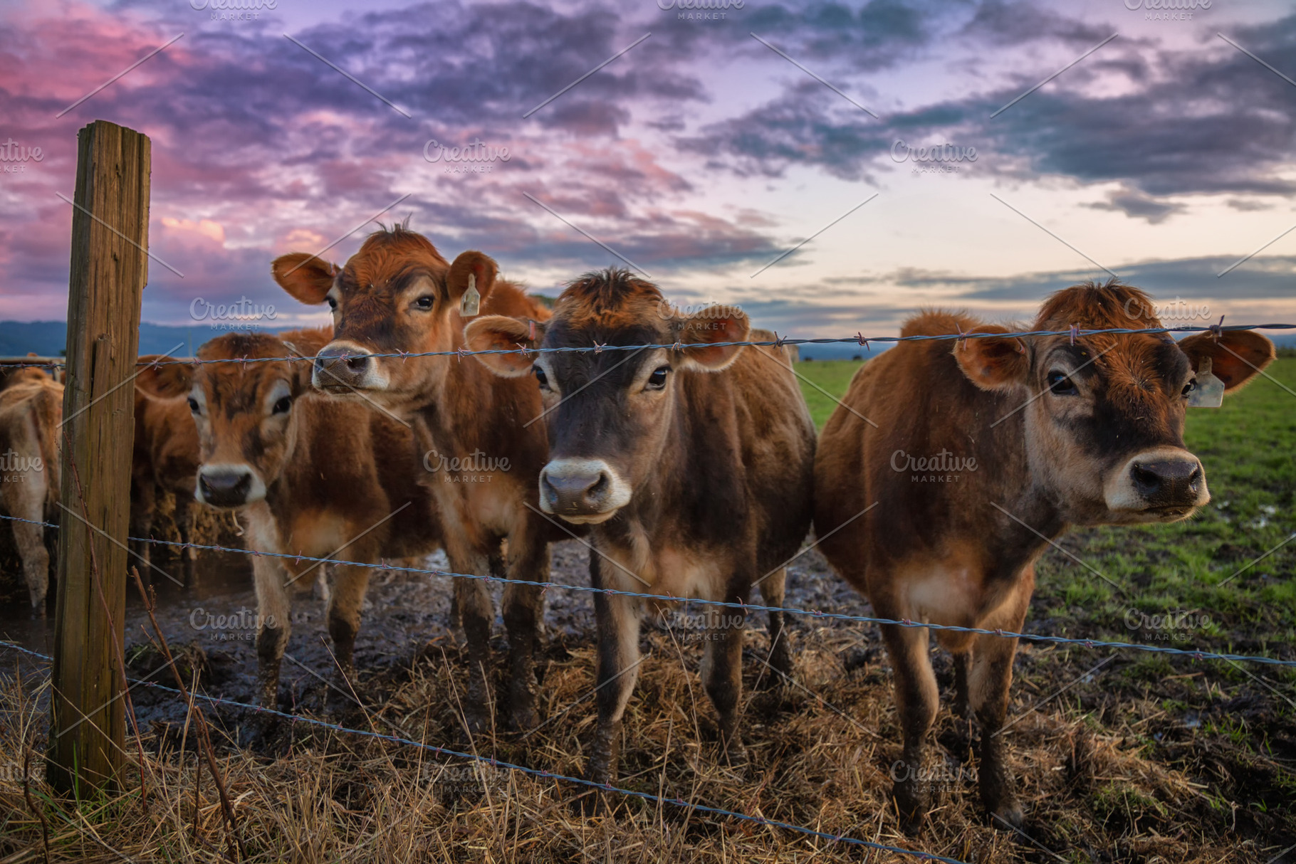 Cows at sunset containing cow, sunset, and farm, an Animal Photo by Jeff Schwartz Photography