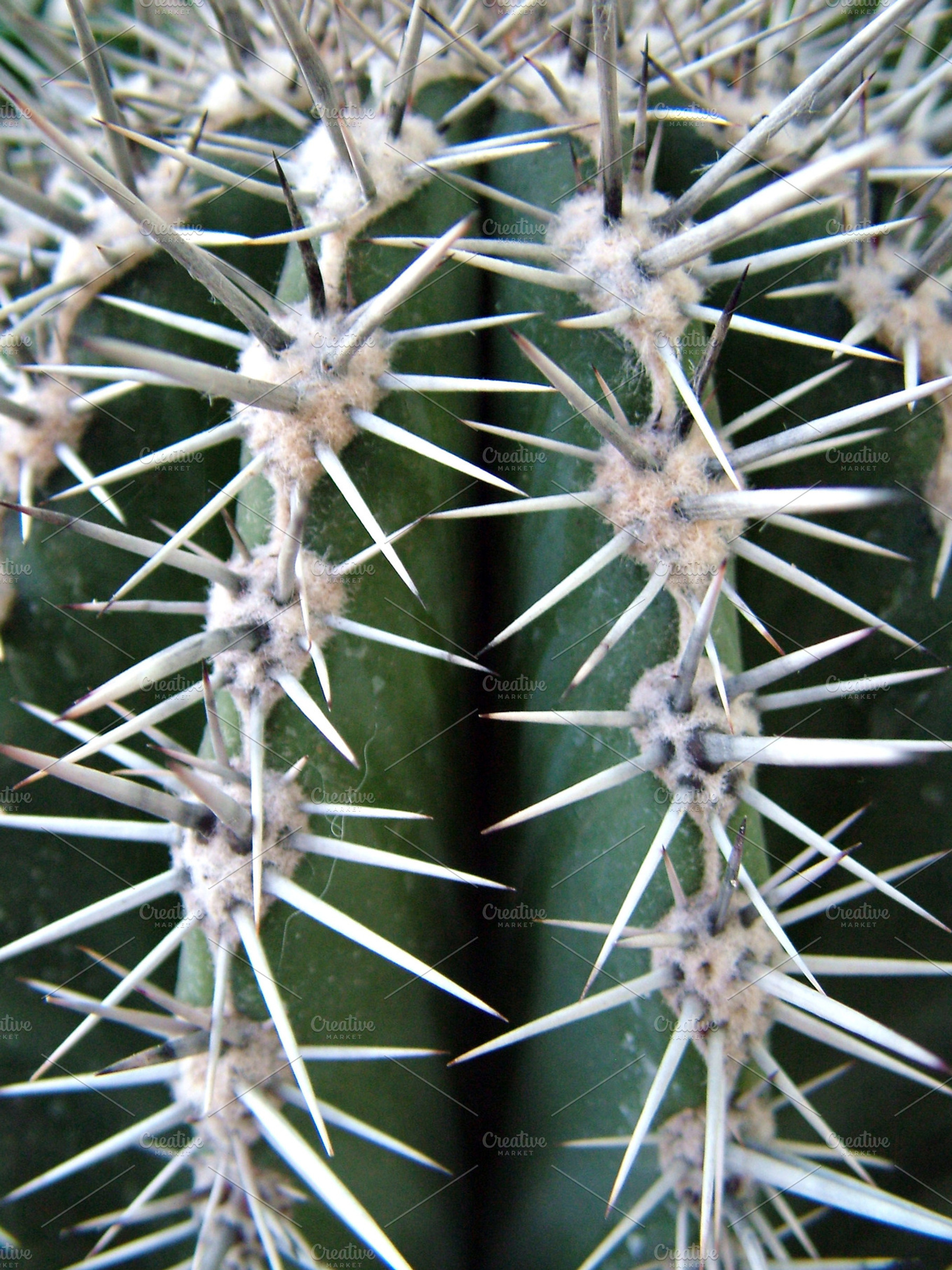 Cactus Detail