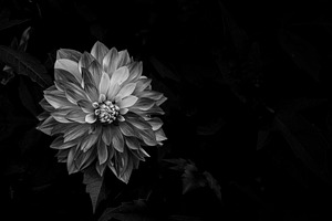 Dahlia on Dark Black x2