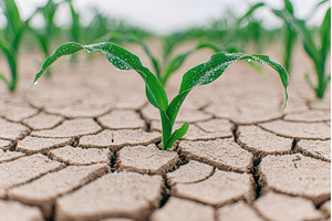 Agricultural field with a close-up, a Nature Photo by ZinetroN