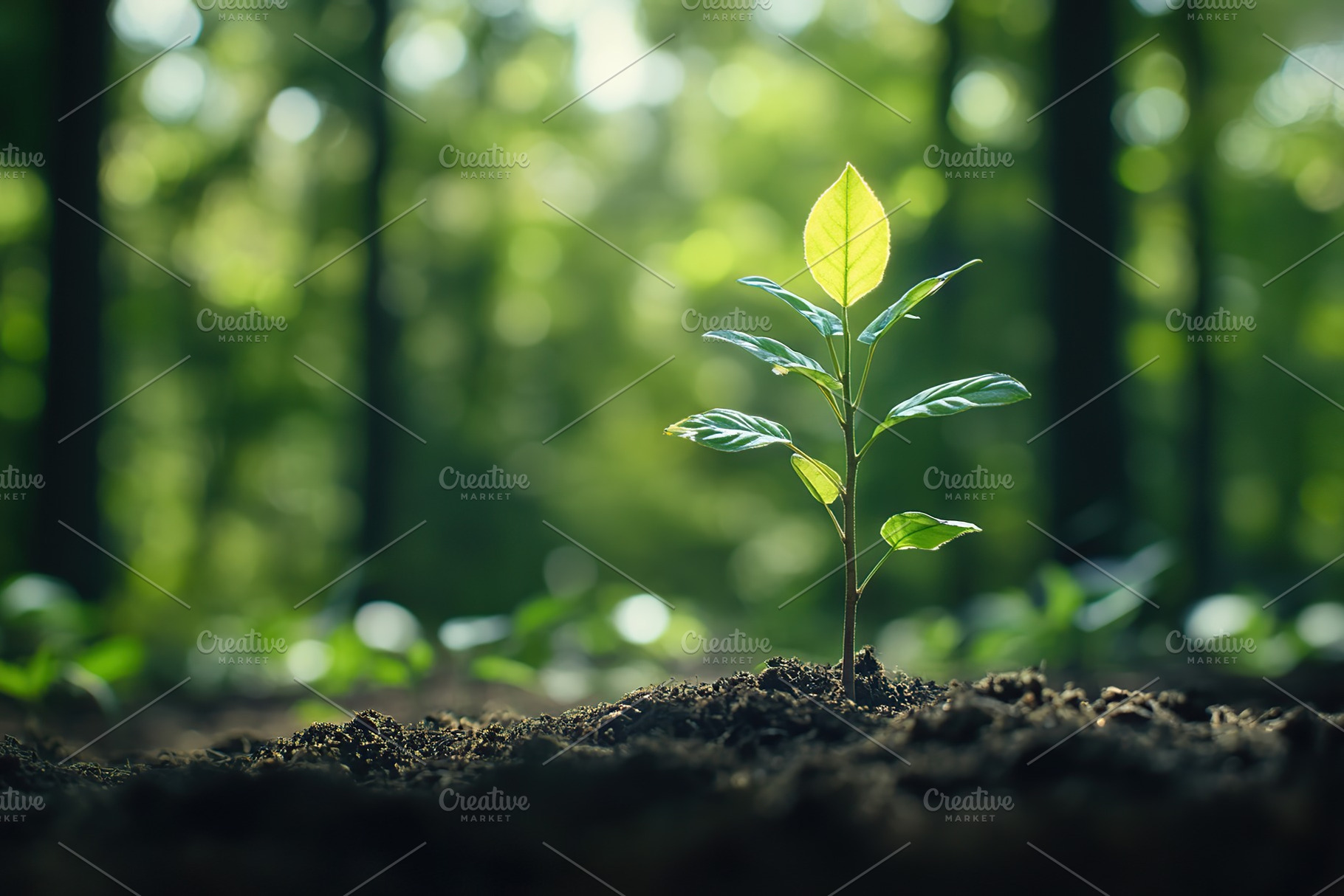 Young tree sapling planted in forest soil, a Nature Photo by AlyaAnd