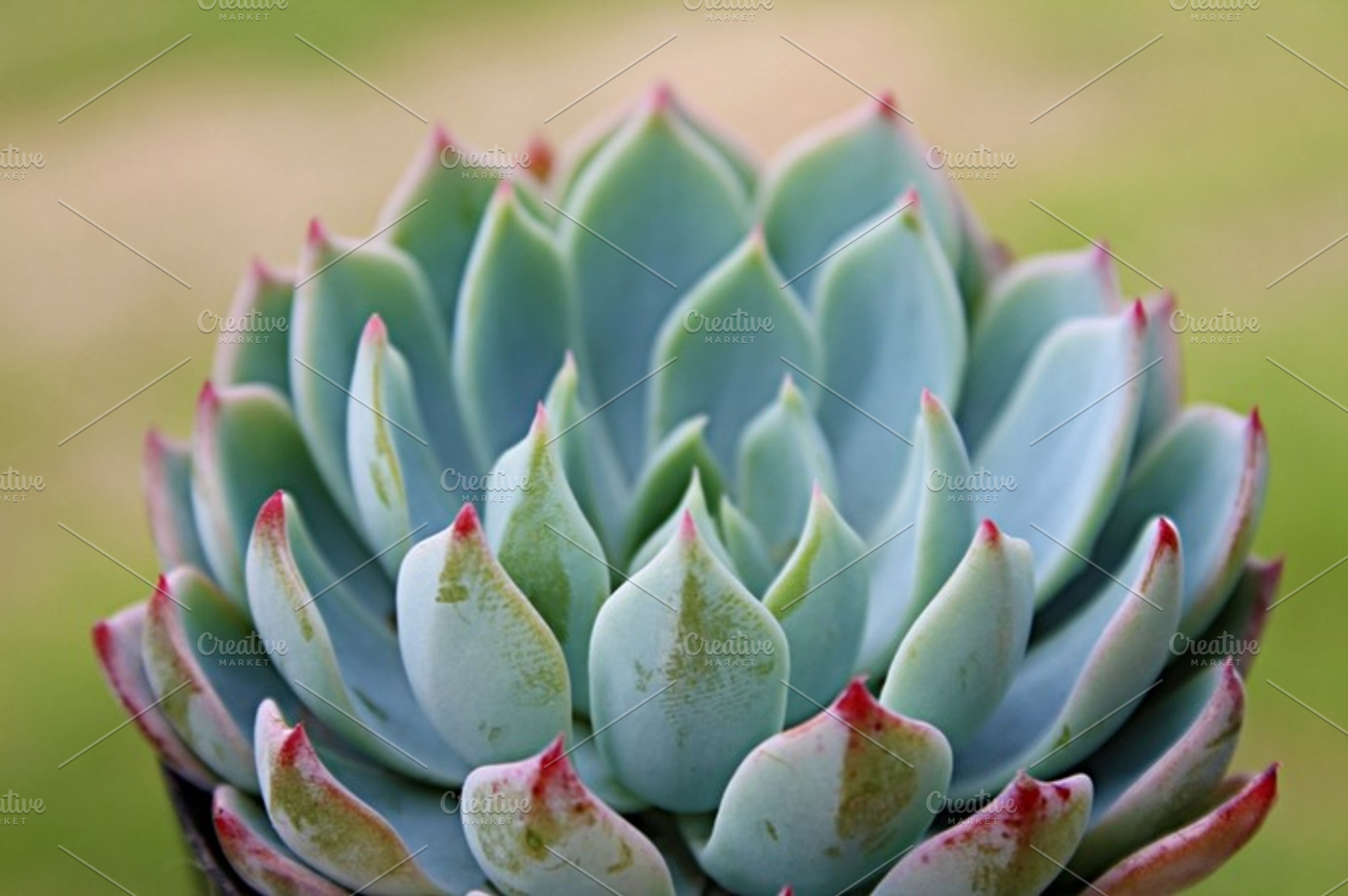 Echeveria Mazarine