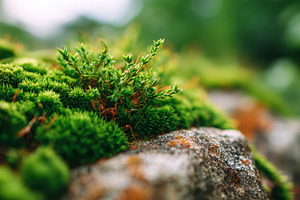 Vibrant green moss on rocky surface, a Nature Photo by AlyaAnd