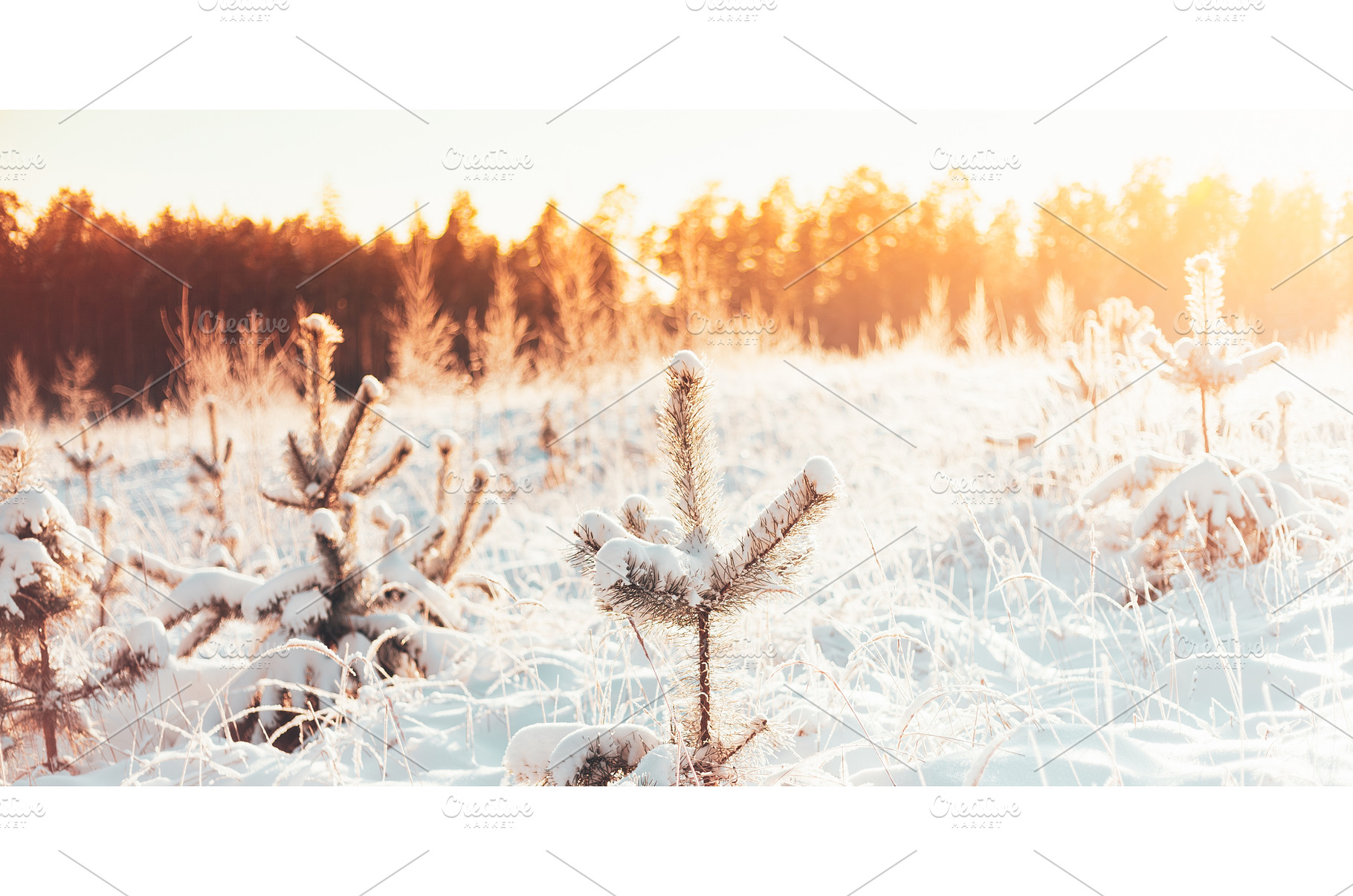 Winter Landscape With The Pine, a Nature Photo by Our Amazing World