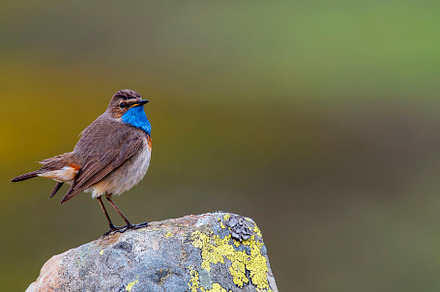 Bluethroat male perched on a rock with green background.