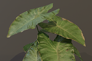 The BroadLeaf Taro Bush, a Plants & Tree 3D Model by FuturePastCreatives (Thumbnail 10 of 19)