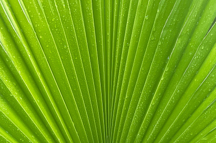 Green palm tree leaf close up, a Background Photo by Photos from the Heart