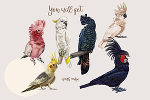 Parrots, Watercolor Cockatoo Clipart