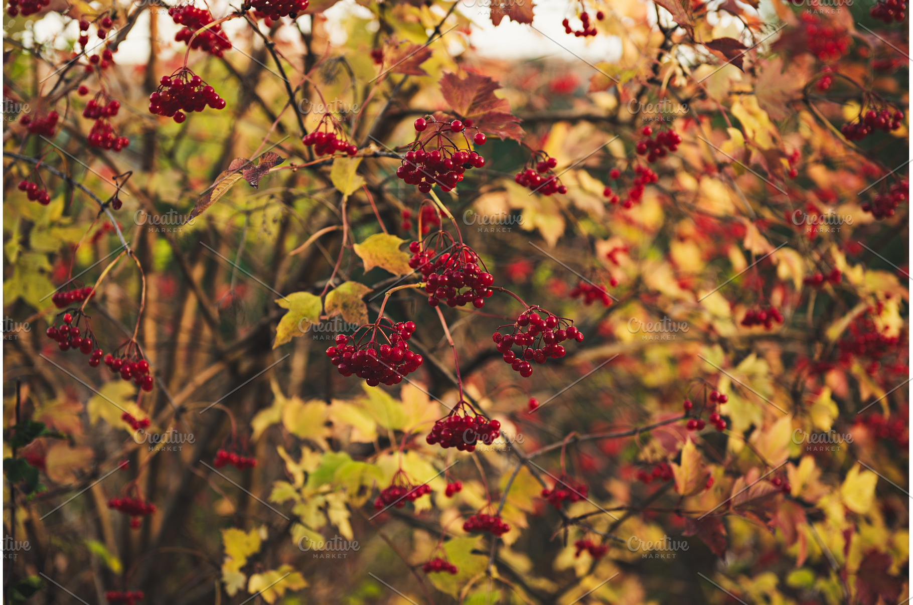 Red berries of viburnum in the wild, a Nature Photo by Nature and travel