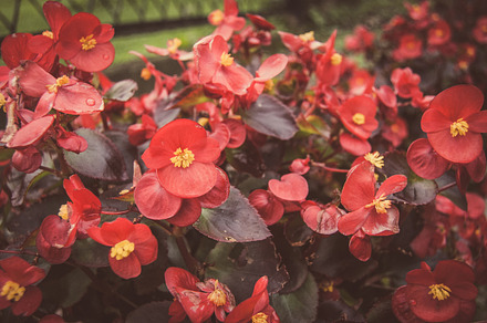 Flowers 1 stock photo containing flowers and nature, a Nature Photo by bozekmichal