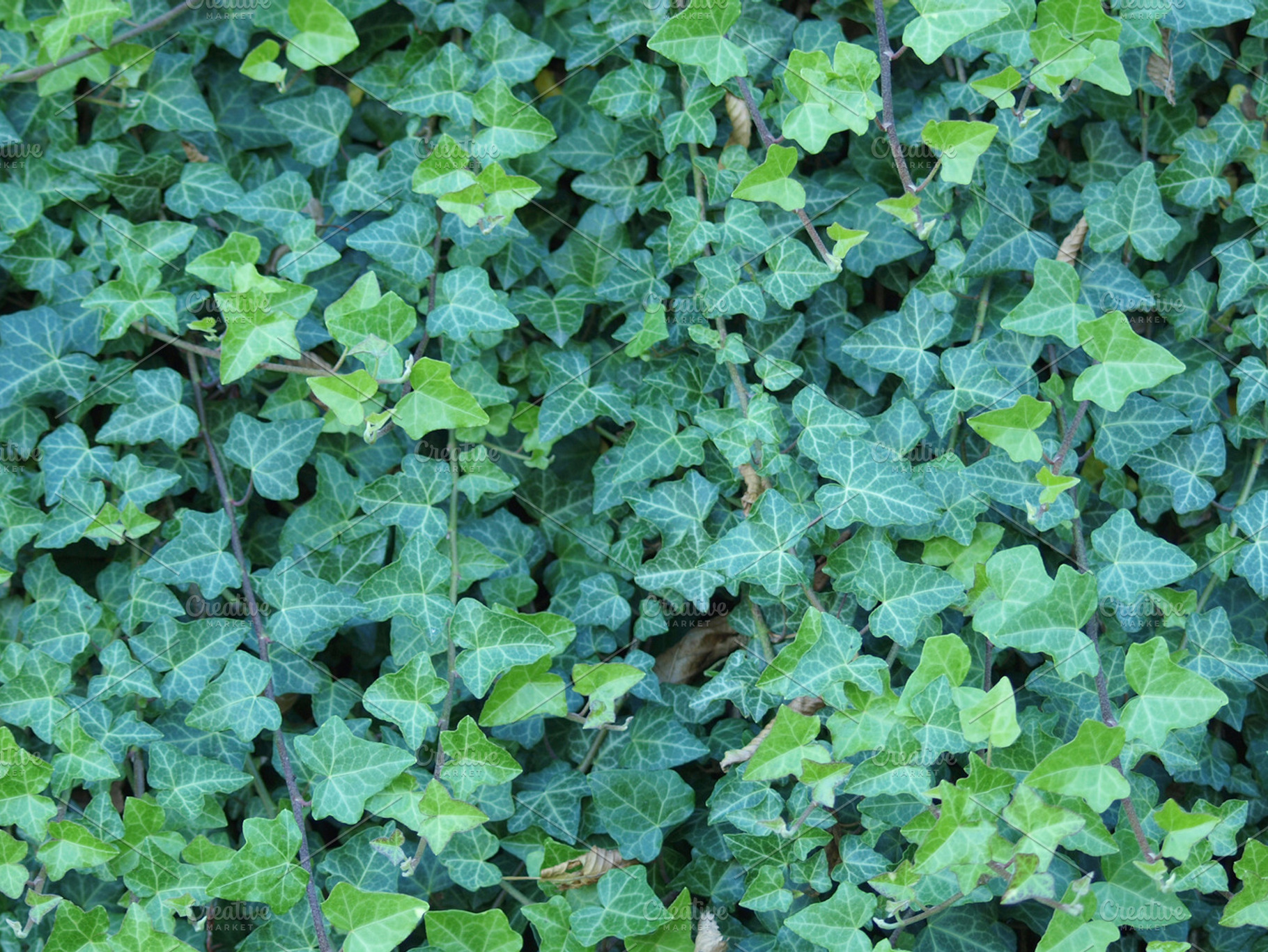 Ivy leaves stock photo containing ivy and hedera
