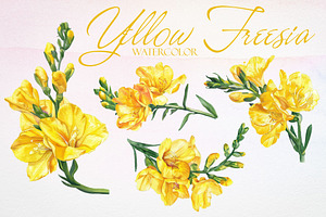 Watercolor Yellow Freesia Vector Set