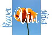 Orchidia, a Script Font by Dm Studio (Thumbnail 2 of 11)