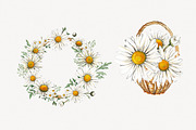 Watercolour Daisies Clipart, a Decorative Illustration by STASIstudio (Thumbnail 3 of 3)