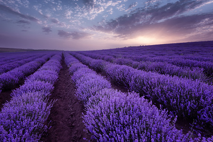 Lavender fields in bulgaria containing lavender, field, and bulgaria