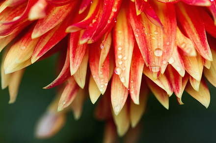 Dahlia petals macro with raindrops