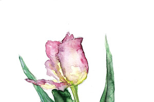 tulip with leave on a white background