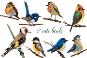 Forest Birds - Gouache Clipart Set, an Animal Illustration by Mashamashastu (Thumbnail 2 of 11)