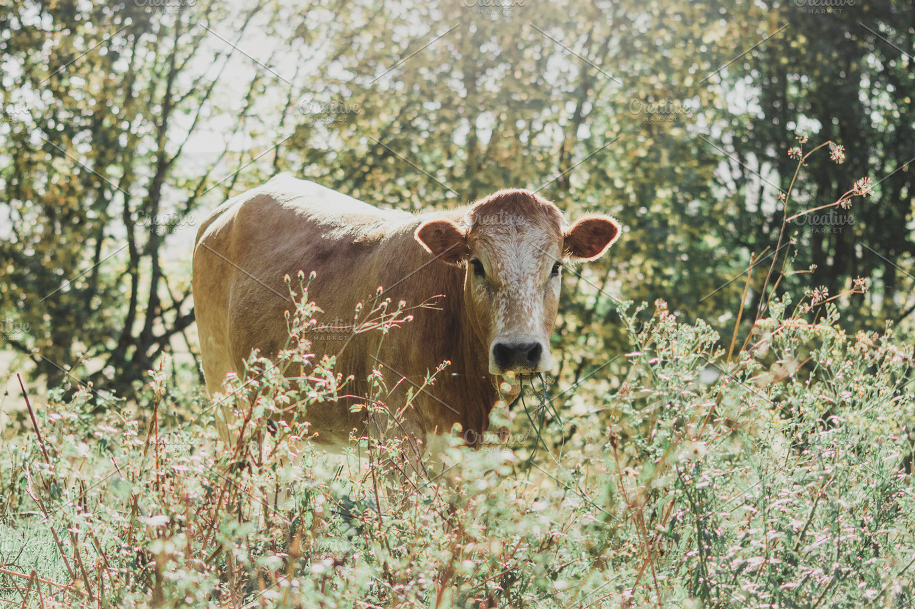 Nguni Cow Chewing Grass, an Animal Photo by René Jordaan Photography