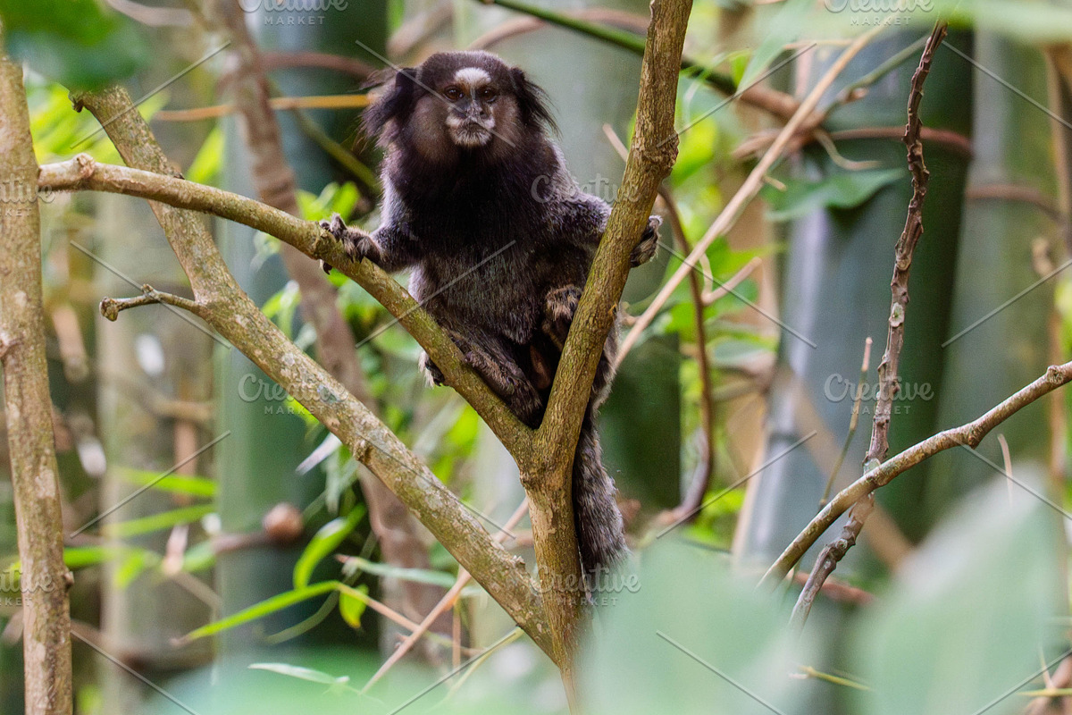 Brazilian Marmoset in the Forest, an Animal Photo by HiLine (Photo 11 of 11)