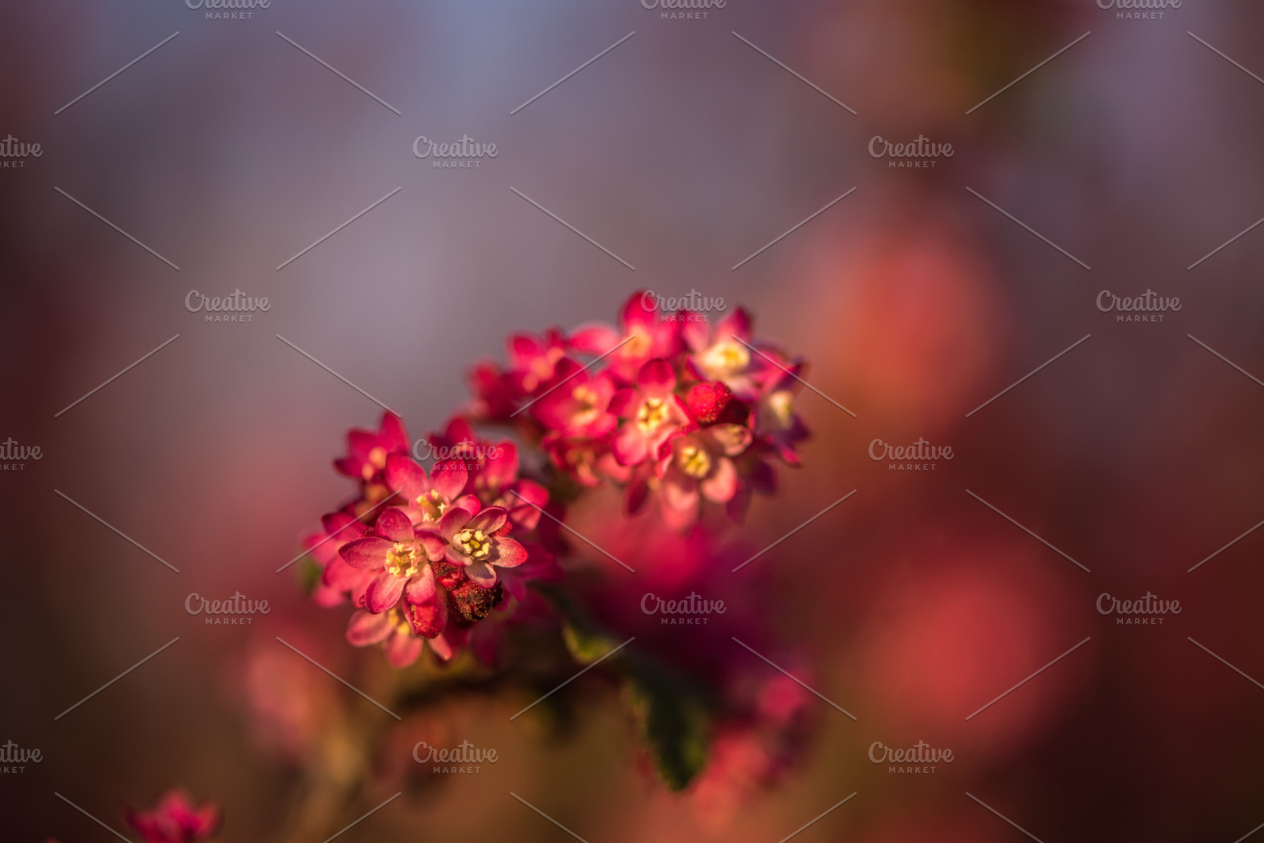 red azalea, a Nature Photo by ChristianThür Photography