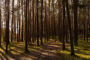 Green moss and grass on a ground in tall pine forest with hiking trail. An outd, a Nature Photo by Eugene_Photo