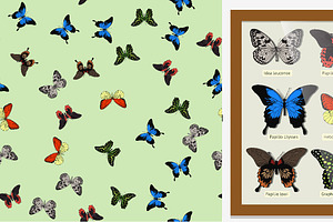 Colorful Butterfly Set