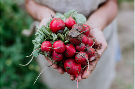 Close-up of senior woman holding, a Food & Drink Photo by HalfPoint