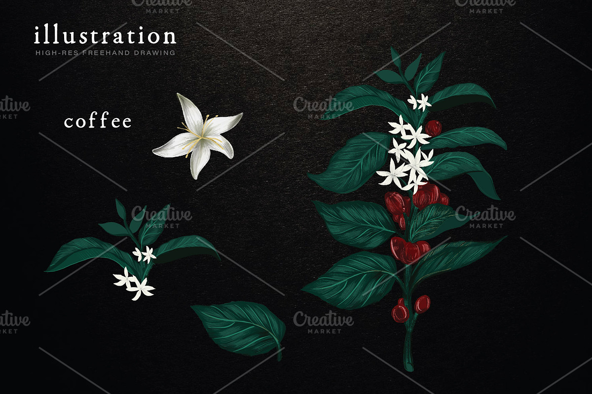 Coffee Illustration, an Illustration by Elysamunster (Photo 3 of 7)
