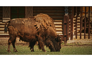 Bison Grazing on Grass with Rustic, an Animal Photo by Our Amazing World