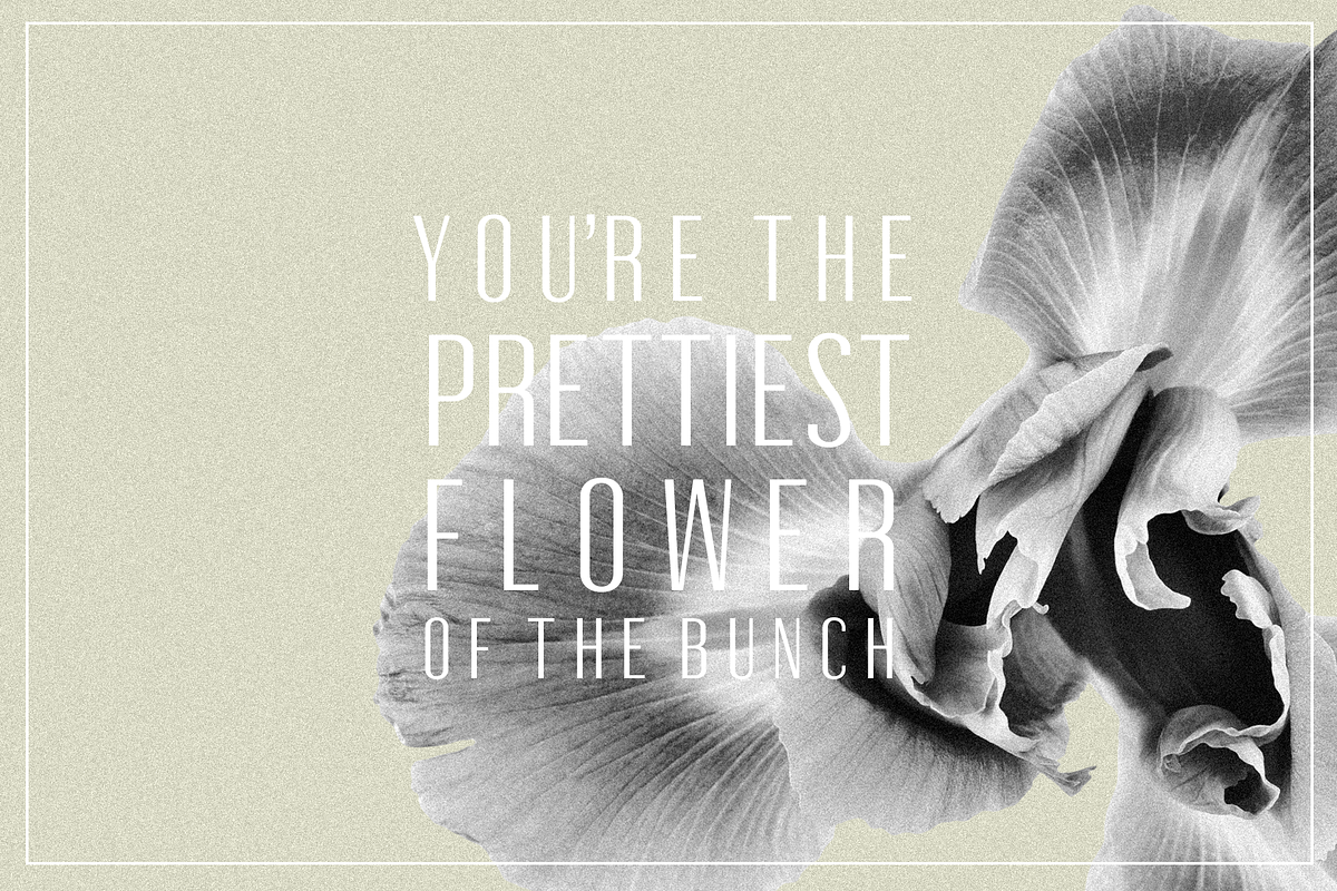 Oleander | Sans-Serif + 10 Cutouts preview 3
