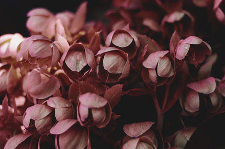 Dark and Moody Pink Flowers, a Nature Photo by René Jordaan Photography