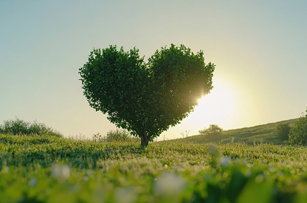 Green tree in shape of heart, a Nature Photo by AlyaAnd