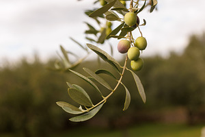Olives vertes et noires dans un olivier, a Nature Photo by Bepslabor