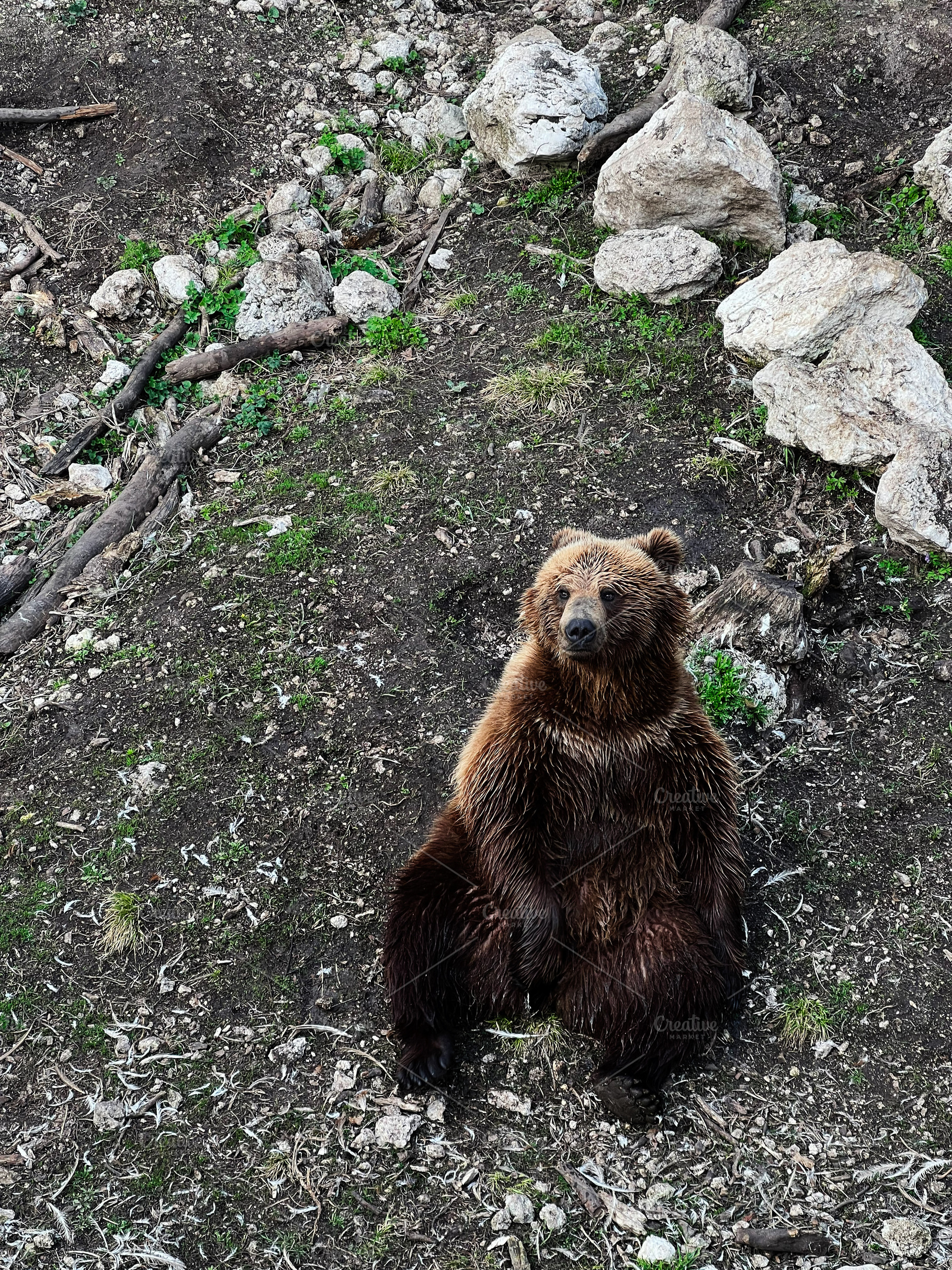 Grizzly Bear Sitting on a Rocky Ground in a Natural Habitat, a Photo by AS photostudio